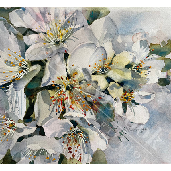 Cherry Blooms, by Karyn Sturtridge (Bar 10)